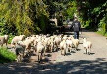 schapen in Eefde