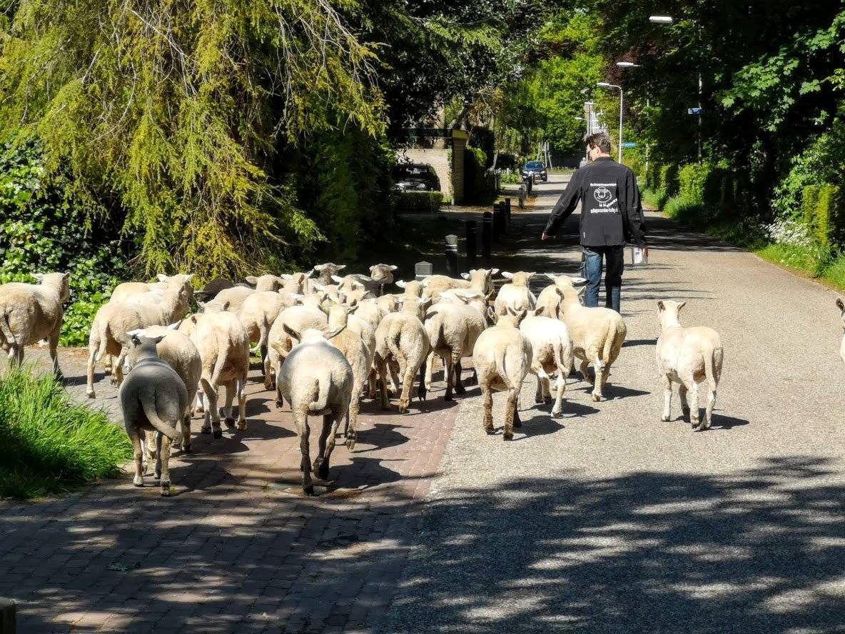 schapen in Eefde